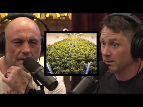 Cartels & China growing WEED on US soil? | Joe Rogan & Evan Hafer