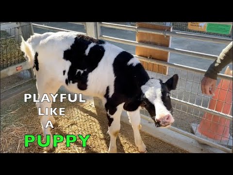 Cutest baby cow acts like puppy dog | FARM LIFE FOR KIDS  | Sweetest donkeys ever