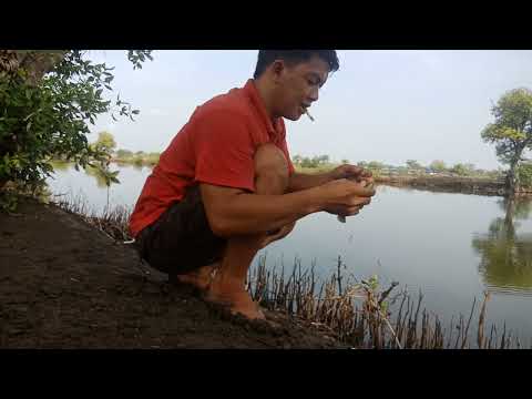 mancing mujaer cepret di kalanganyar #fishing #mancingtambak #mancingjaer