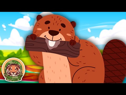 Meet The Beaver! | Animal Songs For Kids | KLT WILD