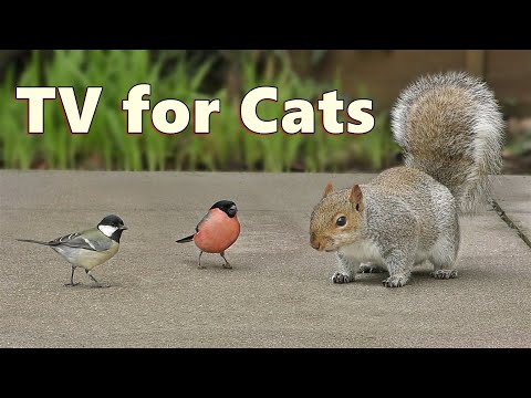 Cat TV ~ Birds on The Ground Adventure