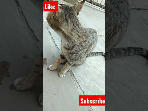 cute cat short video