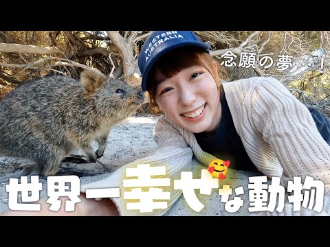 【世界一幸せな動物】念願の夢を叶えにオーストラリア ロットネスト島へ！【クオッカワラビー】パース