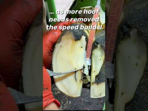 Hoof trimming with razor like knives is seriously satisfying!!!!! #hooftrimming #asmr #asmrsounds