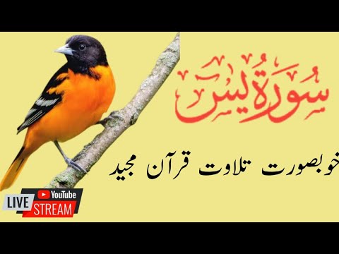 surah yasin /surah yaseen ki tilawat /surah yasin sharif /surah yasin fast