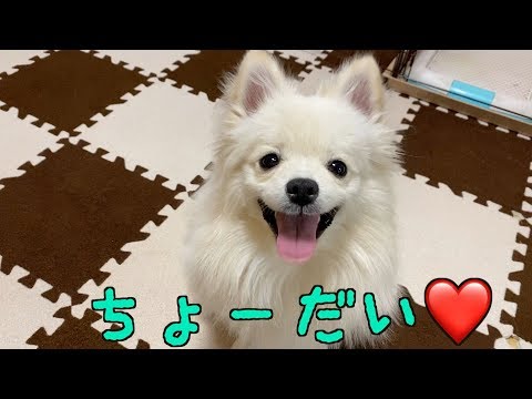 おやつ大好きな子犬に豚のひづめをあげてみました♡