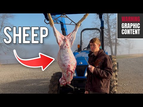 How To Butcher A Sheep