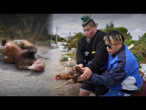 "A lot of carcasses on the way to school..." The reality of illegal cockfighting in Okinawa is to...