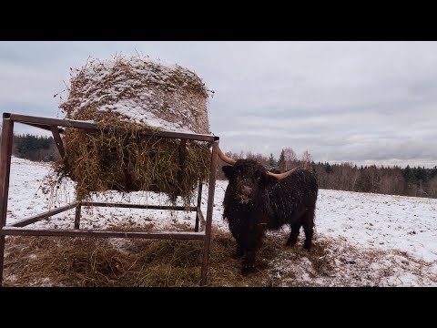 Winter Stroll Among Highland Cattle