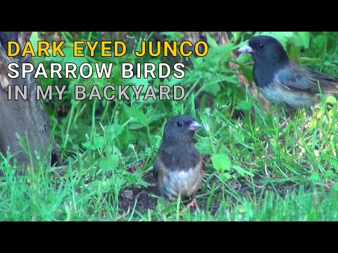 Dark-eyed Junco Sparrow Birds in My Backyard