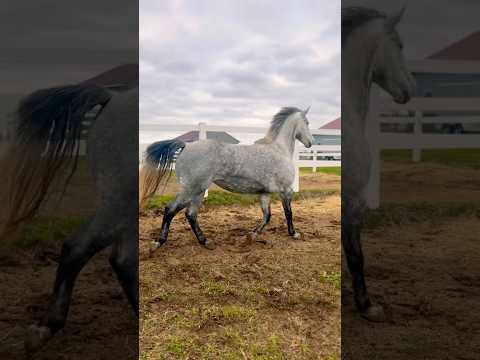 Watch Her Run FREE!!! #dapplegrey