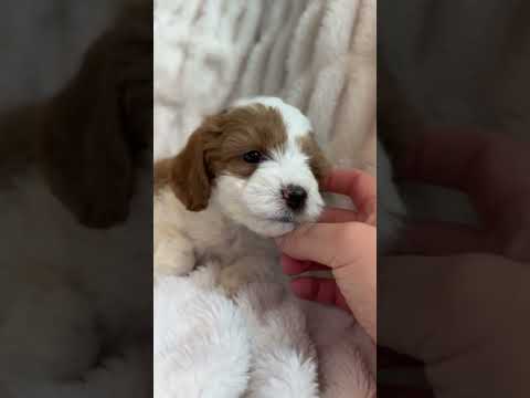 Meet Espresso☕️ #bernedoodlepuppy #bernedoodlepuppyvideos #bernesemountaindog