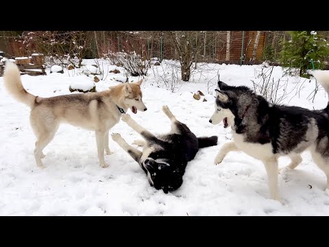 Huskies Play Crazy Games After a Snow Storm