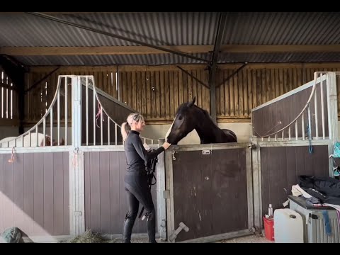 Horse loses an eye and becomes terrified of loading! How can I help?