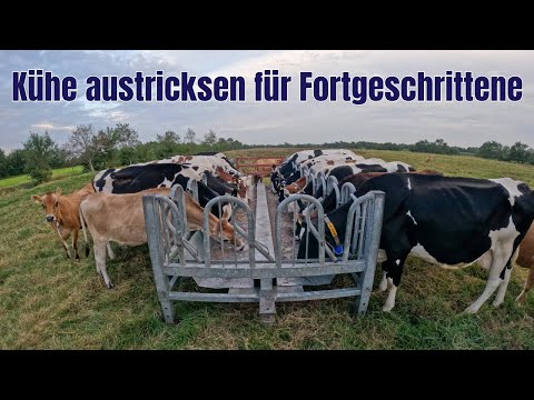 Farm-Vlog #37 Wenn die Kühe nicht kooperieren wollen muss man zu anderen Maßnahmen greifen