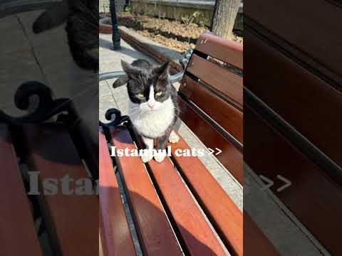 Istanbul cats are so cute!