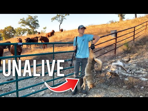 Hunting The Coyotes That Killed Our Sheep