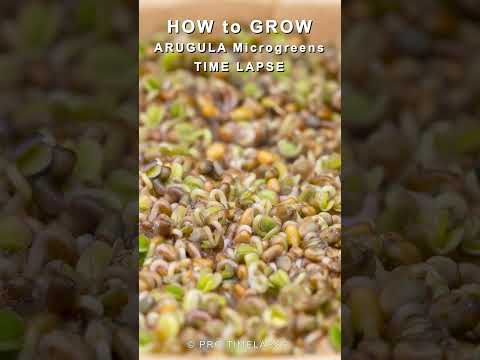 How To Grow microgreens Arugula Time Lapse #shorts