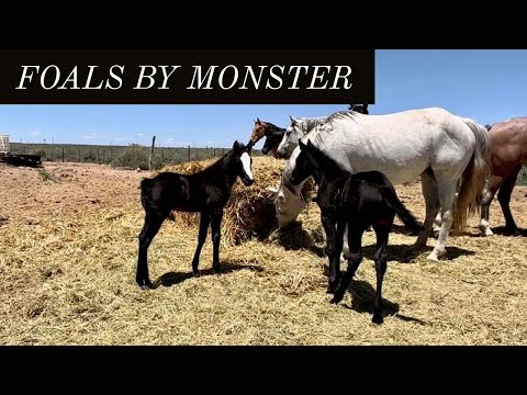 KNIGHT OWL & MARES | PREG CHECKING #foals #quarterhorses