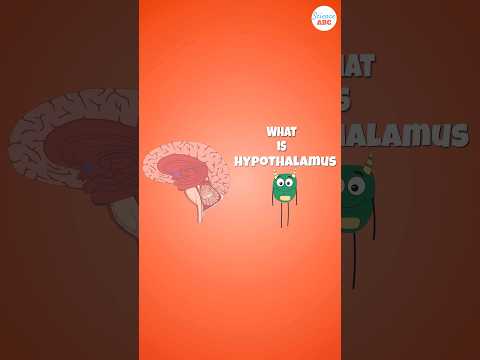 The Hypothalamus Demystified: Control Center of the Body