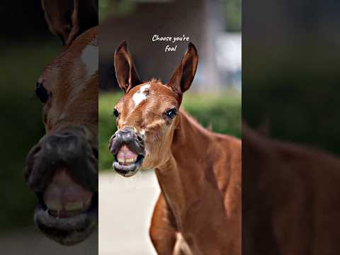 Choose you’re foal! #foals #edits #viral