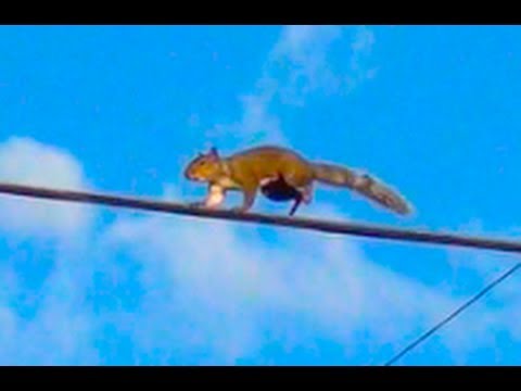 Squirrels Run on Electric Power Line