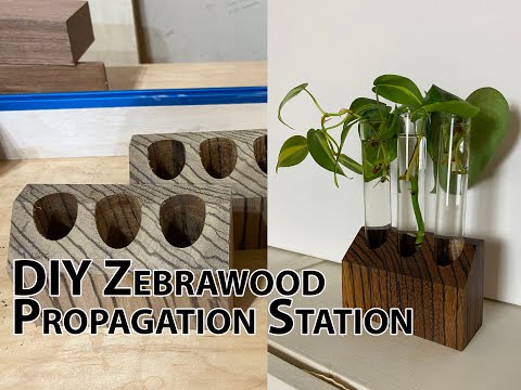 How to Make a DIY Zebrawood Propagation Station