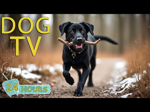 DOG TV for Dogs to Watch: Video Entertain for Dogs Relax & Anti Anxiety Home Alone - Music for Dogs