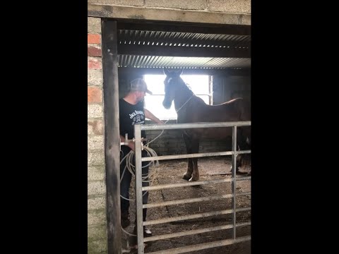 30 year old abused horse is terrified of the farrier!