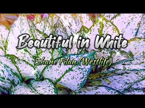 Beautiful in White - Shane Filan (Westlife) with Lyrics