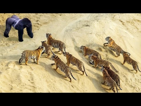 Times Animals Messed With Wrong Opponents !