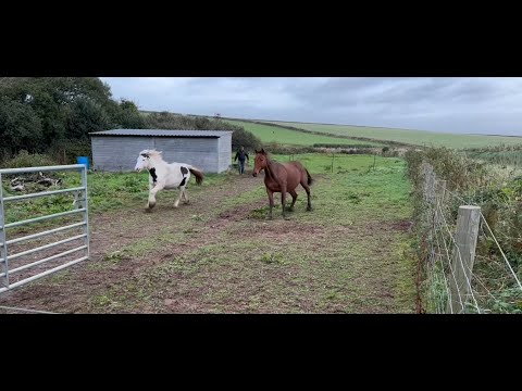 After injury her horses are becoming dangerous