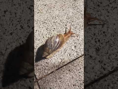 snail#taiwan #shortvideo