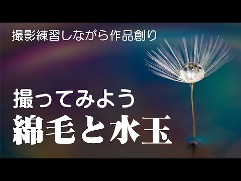 撮ってみよう-綿毛と水玉-