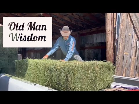 Stacking Hay W/ Jerry | Checking On New Babies #jheart #ranch #quarterhorses