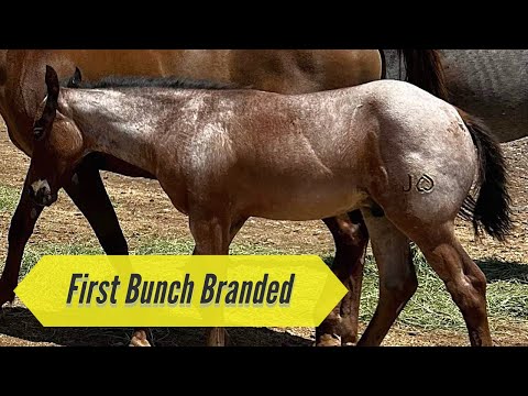 BRANDING THE FOALS IN THE RINCON (RIVER) PASTURE #jheart #quarterhorses #family #branding