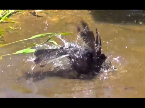 Crow Bathing in a Puddle