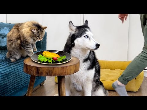 Now I Know Who's Stealing My Lunch! I Left my Husky Dogs and Cats Alone With Chicken!