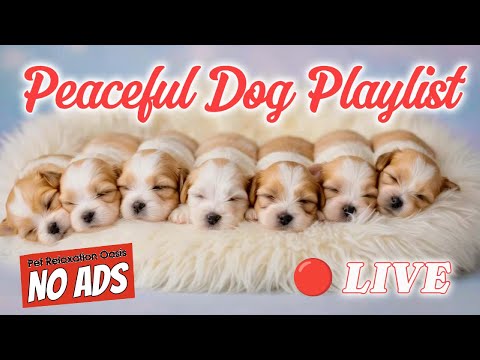 🔴 [LIVE] Ultimate Dog Relaxation 🎵🐶 | Deeply Soothing Music for Anxiety & Peaceful Sleep