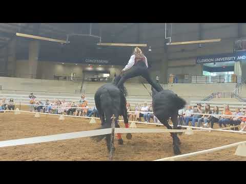 Friesians roman riding. (gala of the royal horse)