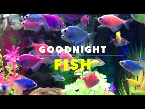 GOODNIGHT FISH - Soothing Sleep Video for Toddlers and Babies