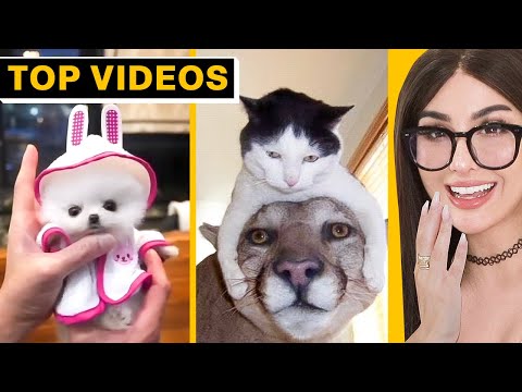 When Pets Steal the Show – Funniest Animal Videos | SSSniperWolf