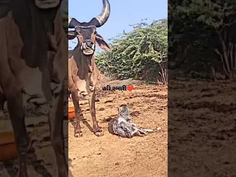 Kankrej Cow Marwad Pawti ❤️