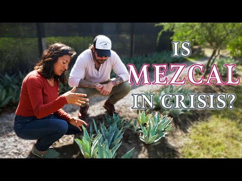 The Fight To Preserve Mezcal's Tradition