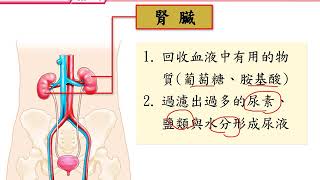 7上6 6廢物的排泄與調節