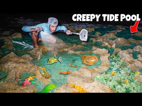 Finding Sea Creatures In CREEPY Tide Pool At NIGHT!