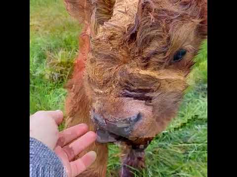 Adventures of Harry the Highland Calf