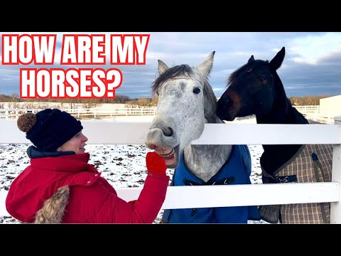 Holiday Herd Update! Catching Up With My 11 Horses