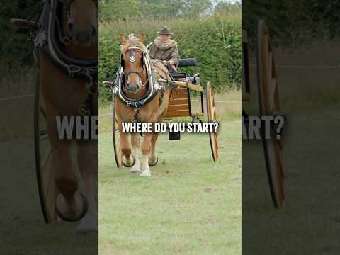 Training Endangered Heavy Horse Foals to Pull a Cart