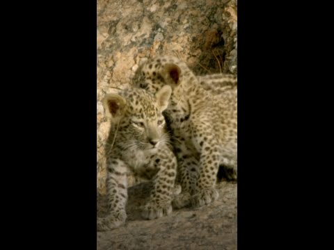 The only thing these cubs can focus on? Playing! 🐾  #WildCatsOfIndia